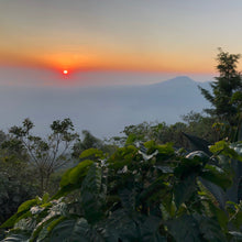 Load image into Gallery viewer, Las Brumas, WFC, Washed Pacamara, El Salvador