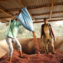 Load image into Gallery viewer, Hunkute, Washed Heirloom Cultivars, Ethiopia