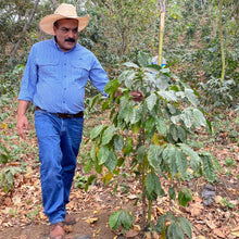 Load image into Gallery viewer, Los Altares, Anaerobic Natural Caturra, Guatemala
