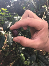 Load image into Gallery viewer, Los Andes, Natural Bourbon, El Salvador