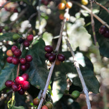 Load image into Gallery viewer, La Fany, Washed Pacamara, El Salvador
