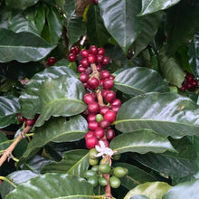 Load image into Gallery viewer, Las Brumas, WFC, Washed Pacamara, El Salvador
