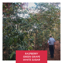 Load image into Gallery viewer, Las Brumas, WFC, Honey SL28, El Salvador
